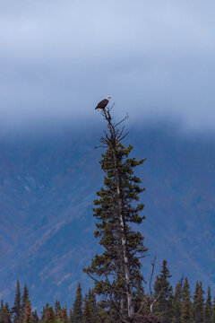 Bald eagle perched on top of evergreen tree with misty mountains in background