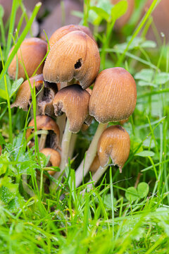 Coprins micac&eacute;s dans l'herbe