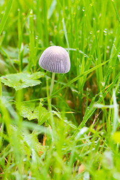 Petit champignon coprin sauvage stri&eacute; au chapeau violac&eacute; parmi les brins d'herbe