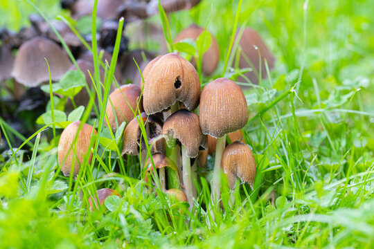 Coprins micac&eacute;s dans l'herbe