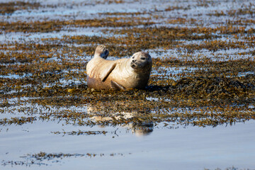 A relaxed seal rests on a seaweed-covered tidal flat, surrounded by shallow water and its soft reflection in natural coastal light at Ytri beach. © Michael