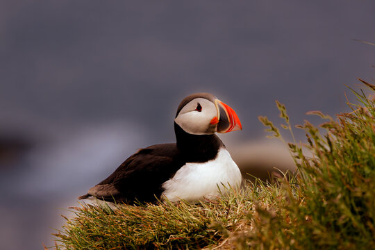 Atlantic puffin Fratercula arctica resting on a grassy coastal cliff, with a bright orange beak and soft blurred ocean background.