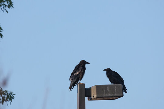 Two ravens on a branch sitting together against a blue sky