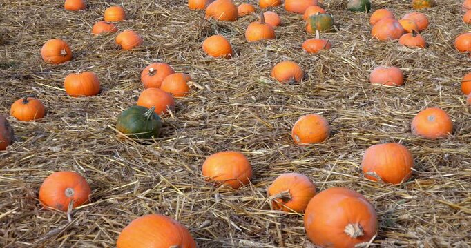 Halloween Pumpkins 2026 - The Night of the Witches