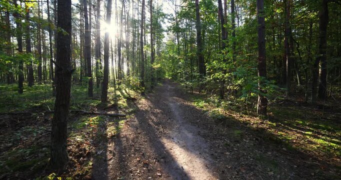 Wide angle shot of morning light in a forest