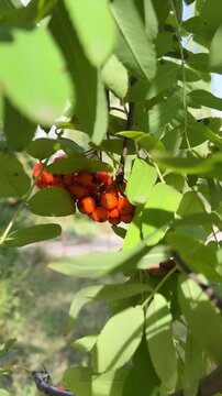 Vertical video of red rowan berries partially hidden behind green leaves on a tree.