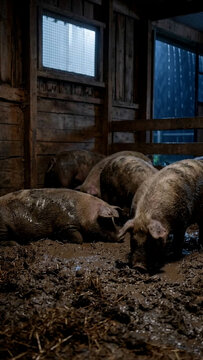 A group of pigs lies and moves through the mud inside a wooden pigsty at night
