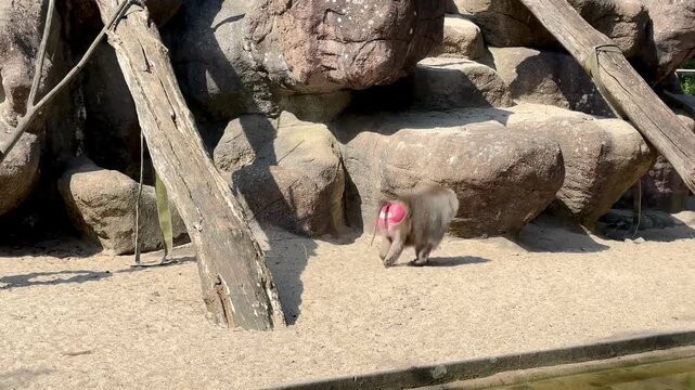 Povian hamadryl walks in the zoo enclosure