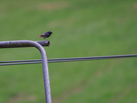 A little black redstart bird watching and standing on a metal pipe.