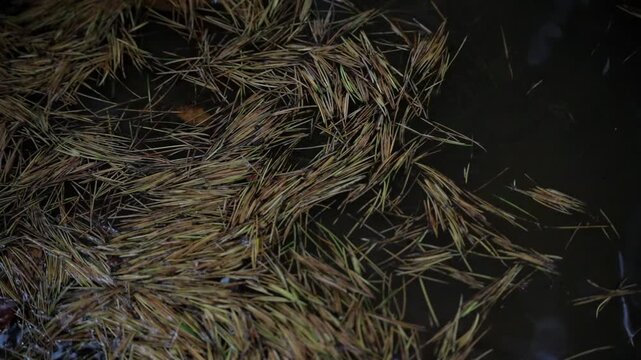 池に浮かぶ落ち葉
