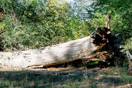 Weathered fallen tree trunk outdoors