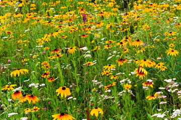 Yellow coneflower meadow with yarrow © alho007