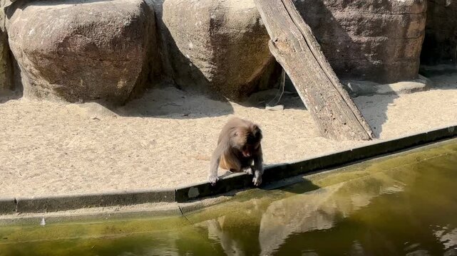 Monkey Povian sitting near a stream and playing with his reflection in the water