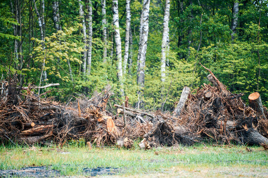 Woodland clearing with stacked uprooted trees in spring landscape