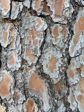 Close-up of Scotch Pine Bark Texture with Natural Gray and Brown Patches
