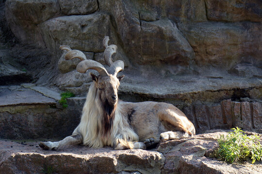 Close-up of a markhor goat with long beard and curved horns, resting on rocky terrain.