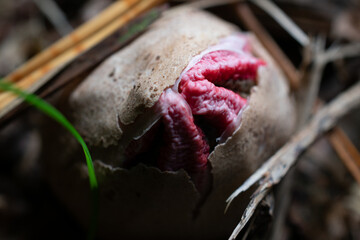 Devils fingers mushroom emerging from egg stage on forest floor, Clathrus archeri © Bruno