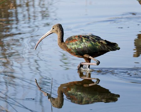 Glossy ibis