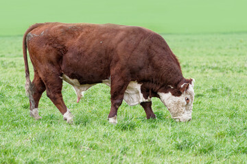 Polled hereford bull grazing in green pasture © Gabriel