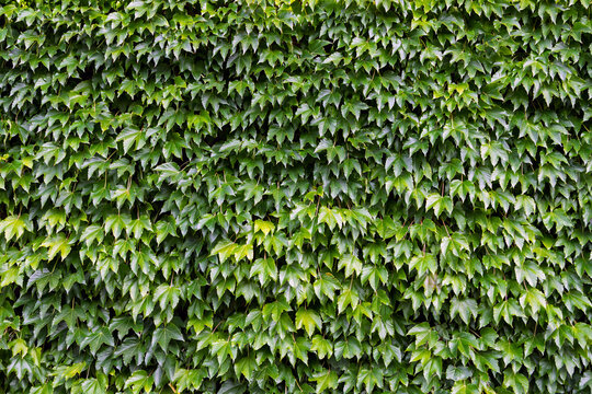 Dense green Boston ivy foliage, Parthenocissus tricuspidata, natural background