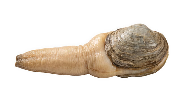 A detailed close-up shot of a fresh geoduck clam, showing its textured siphon and shell, presented isolated on transparent background