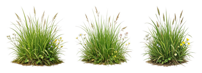 Fototapeta premium PNG Lush grass clusters with flowers on transparent background