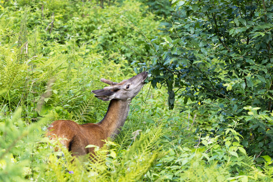 Red deer stag nibbling tree branches in woods