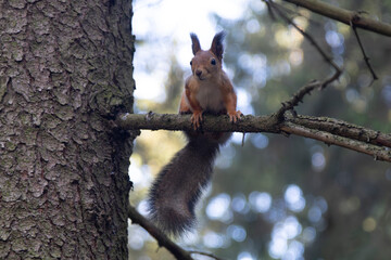A squirrel is sitting in a tree in the autumn park. © Александр Поташев