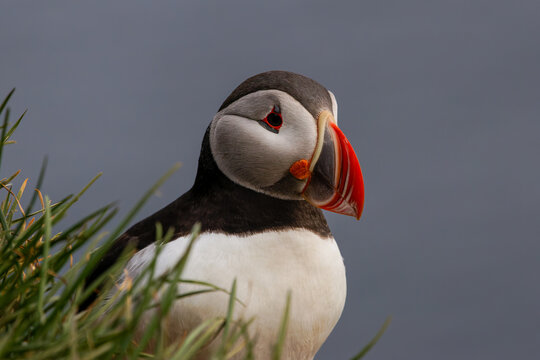 Close-up of an Atlantic puffin Fratercula arctica, iceland standing among green grass, showing its bright orange beak against a soft gray background.