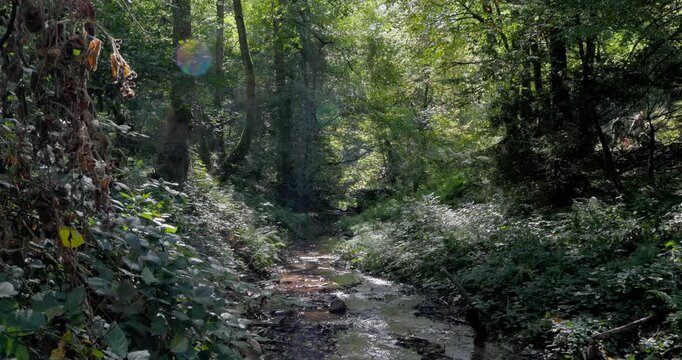 Peaceful forest stream with clear water flowing through lush green trees and sunlit vegetation.