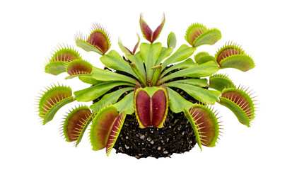 Lush carnivorous Venus flytrap plant with bright red traps and vibrant green leaves on transparent background © PNG_4_you