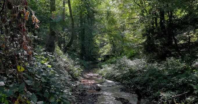 Peaceful forest stream with clear water flowing through lush green trees and sunlit vegetation.