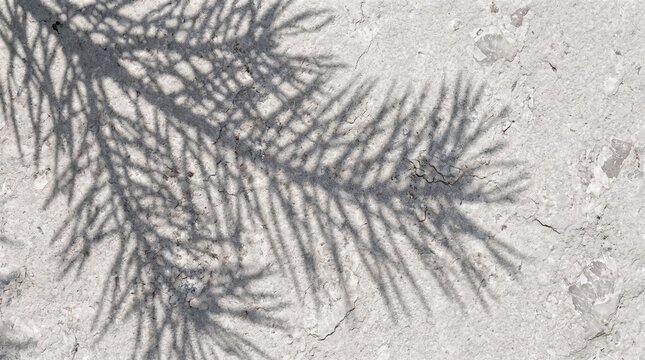 Palm Leaf Shadow Overlay on Concrete Wall Background