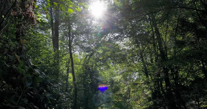 Peaceful forest stream with clear water flowing through lush green trees and sunlit vegetation.