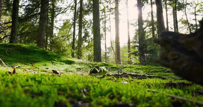 Sunlight filtering through trees in a mossy forest