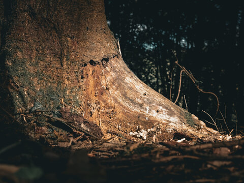 Moody close-up of an exposed tree root and weathered trunk base on a dark woodland floor, showing detailed bark, wood grain and natural forest textures in soft directional light.