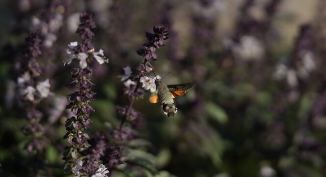The hummingbird moth (most commonly the hummingbird hawk-moth or other species of hawk-moths) is an amazing insect belonging to the hawk-moth family; due to the incredible similarity in its behavior, 