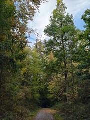 Fototapeta premium Woodland trail disappearing beneath tall, mixed trees with early autumn foliage