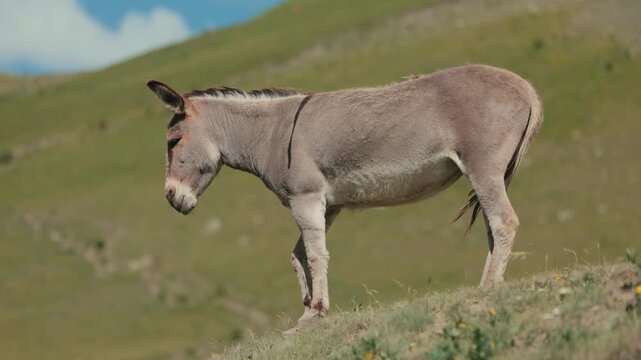 The donkey stands at the edge of the cliff and looks down. Domestic donkey lat. Equus asinus, gray-beige color. Donkey stands in front of a cliff in the mountains, in slow motion 120fps video..
