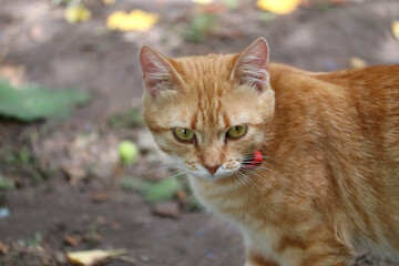 Orange cat in outdoor setting © PROKOPYCH