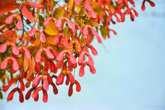 Coral pink winged seed pods hang in clusters among red and golden autumn leaves against a soft blue sky