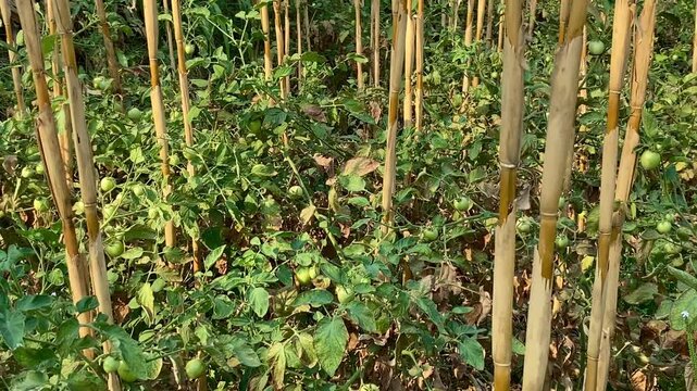 Organic Green Tomato Cultivation Using Reused Dry Corn Stalks as Plant Trellis