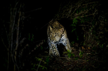 Srilankan leopard  © Dev Mukund
