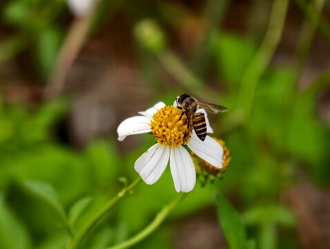 Macro shot of honey bee perching on white Bidens pilosa flower head collecting pollen