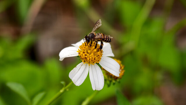 Macro shot of honey bee collecting nectar on white Bidens pilosa wild flower
