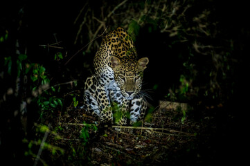 Srilankan leopard  © Dev Mukund