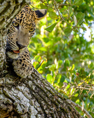 Srilankan leopard  © Dev Mukund