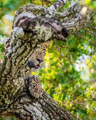 Srilankan leopard  © Dev Mukund