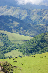 Obraz premium Lush green hills and native forest in Quebrada del Portugués, Tafí del Valle, Argentina, showcasing the scenic beauty, peaceful atmosphere, and rugged landscapes of the Andes.