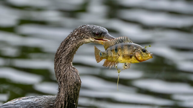 anhinga